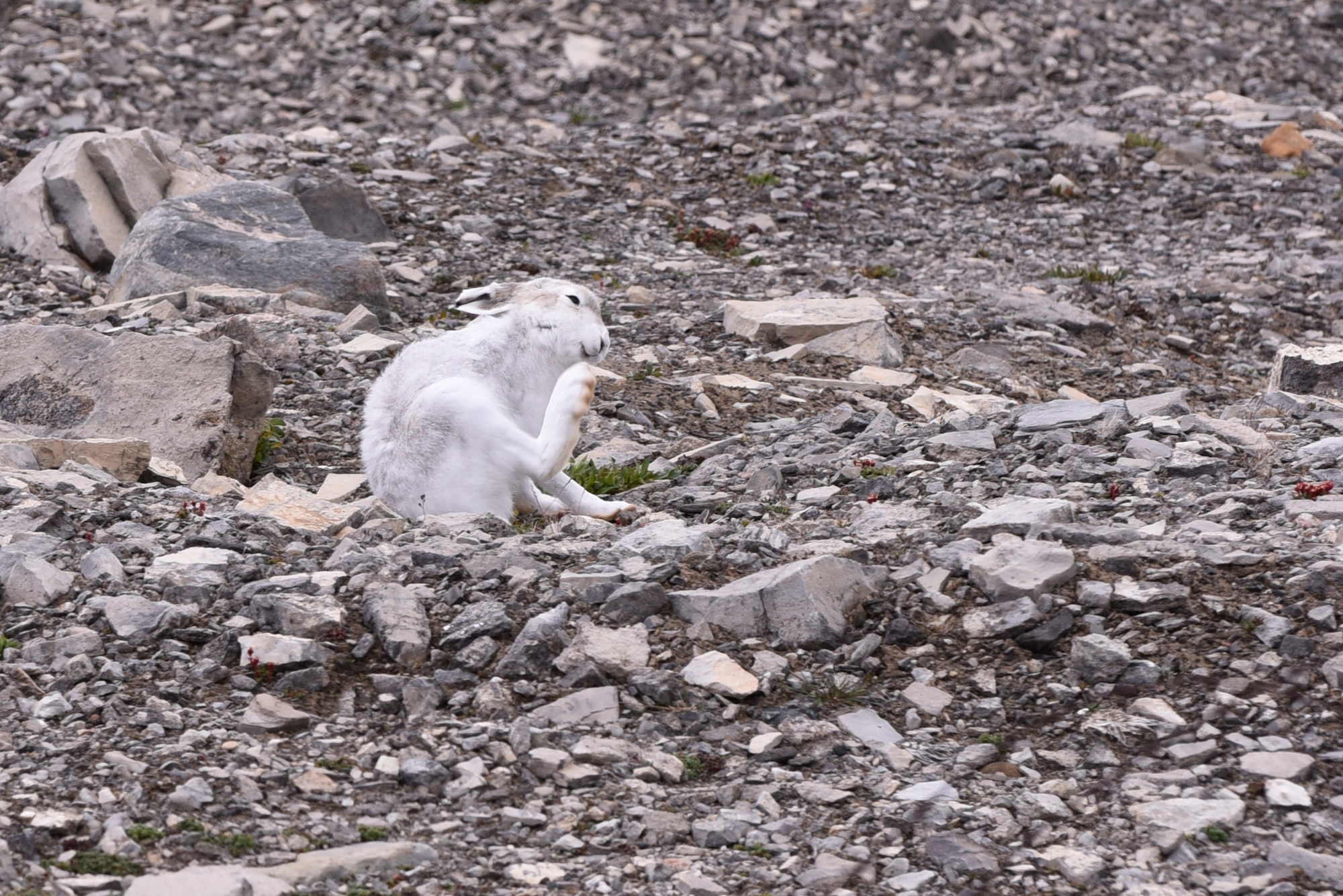 An Arctic hare scratches itself at Thule Air Base, Greenland, July 18, 2019. They are one of the largest living hares in the world. (U.S. Air Force photo by Staff Sgt. Alexandra M. Longfellow)