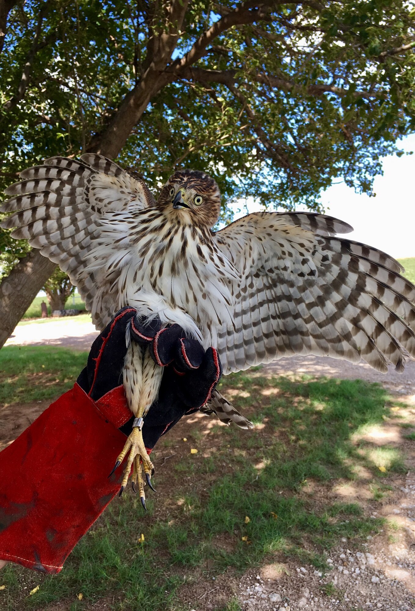 A predatory bird is caught.