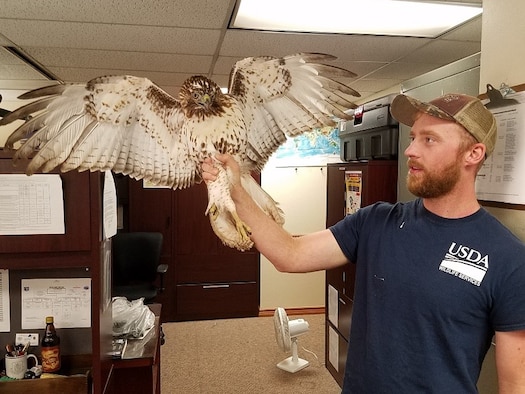 A predatory bird is caught.