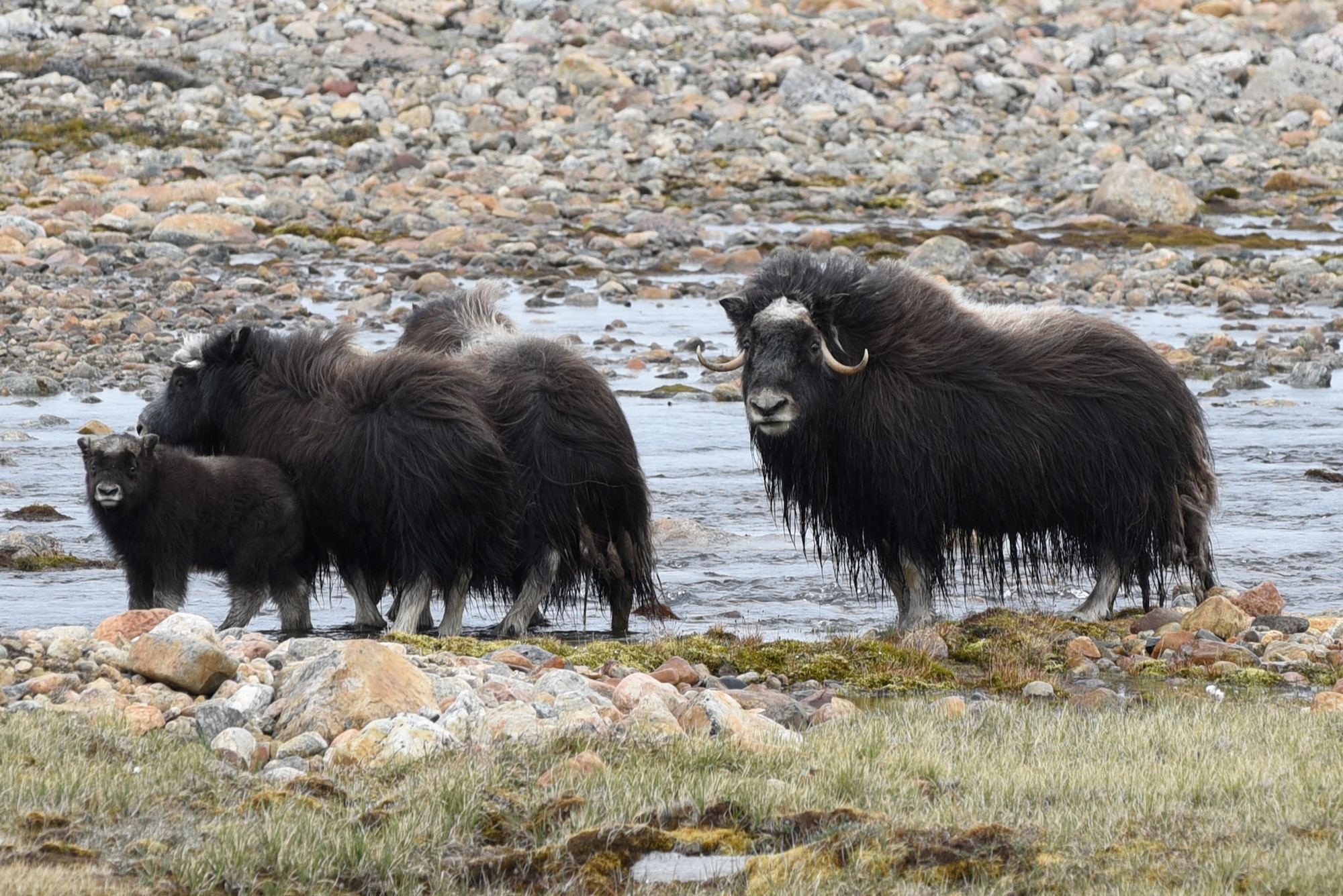 A bull musk ox protects his herd in Thule Air Base, Greenland, July 18, 2019. When a herd feels threatened, they will form a circle around the calves. (U.S. Air Force photo by Staff Sgt. Alexandra M. Longfellow)