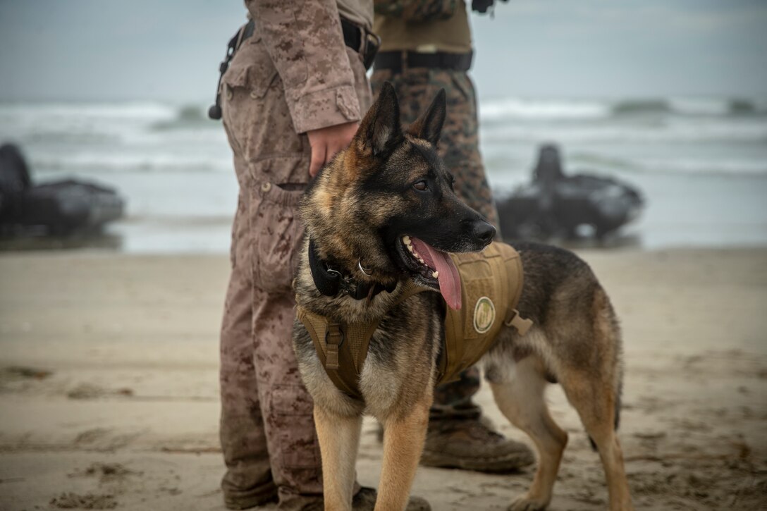 U.S. Marine military working dog Argo waits next to his handler, Cpl. Nicholas Hoecker, military working dog handler with Headquarters and Service Company, 1st Law Enforcement Battalion, I Marine Expeditionary Force Information Group, before beginning training at Red Beach as part of a multipurpose canine subject matter expert exchange hosted by 1st Marine Raider Battalion, U.S. Marine Corps Forces Special Operations Command, on Marine Corps Base Camp Pendleton, California, July 25, 2019. The purpose of the MARSOC-hosted SMEE was to bring canine handlers together from different agencies and branches to conduct maritime and land-based training while exchanging tactics, techniques and procedures. (U.S Marine Corps photo by Lance Cpl. Andrew Cortez)
