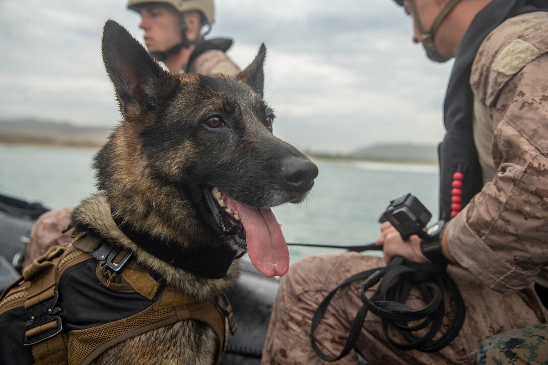 U.S. Marine military working dog Argo, with Headquarters and Service Company, 1st Law Enforcement Battalion, I Marine Expeditionary Force Information Group, rides into the ocean on a combat rubber raiding craft at Red Beach as part of a multipurpose canine subject matter expert exchange hosted by 1st Marine Raider Battalion, U.S. Marine Corps Forces Special Operations Command, on Marine Corps Base Camp Pendleton, California, July 25, 2019.  The purpose of the MARSOC-hosted SMEE was to bring canine handlers together from different agencies and branches to conduct maritime and land-based training while exchanging tactics, techniques and procedures. (U.S Marine Corps photo by Lance Cpl. Andrew Cortez)