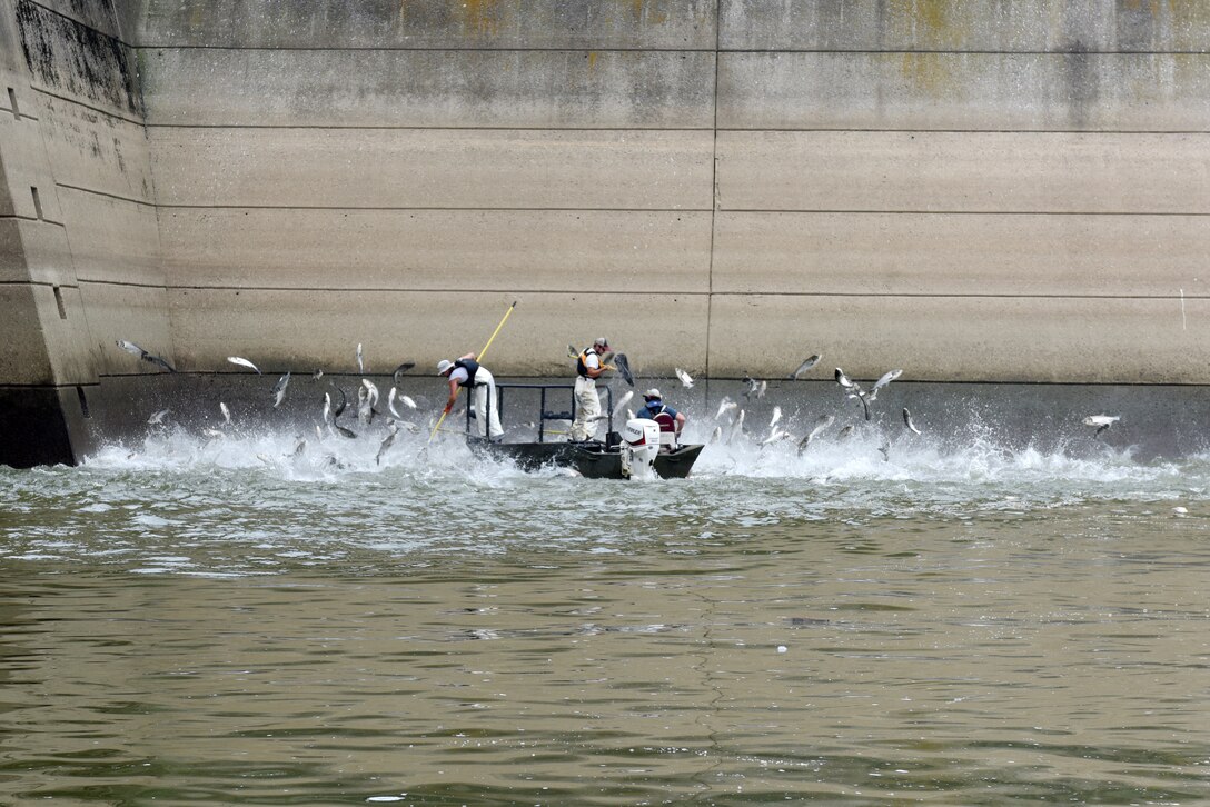 (Left to right) Josh Tompkins, fisheries biologist; Nathan Rister, fisheries technician; and Matt Combs, fisheries biologist; Kentucky Department of Fish and Wildlife Resources Agency, demonstrate electrofishing for Asian Carp on the Cumberland River next to Barkley Dam in Grand Rivers, Ky., July 30, 2019. The U.S. Army Corps of Engineers, U.S. Fish and Wildlife Service, Kentucky Department of Fish and Wildlife Resources, U.S. Geological Survey and Tennessee Wildlife Resources Agency are collaborating on the deployment of a bio-acoustic fish fence on the downstream side of Barkley Lock as part of a test of this sound deterrent to reduce the use of the locks by Asian Carp.  (USACE photo by Lee Roberts)