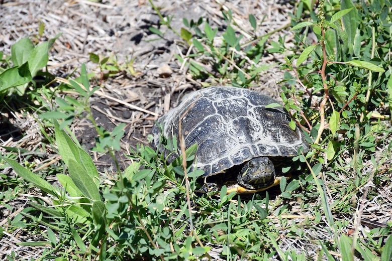 A turtle from the Chicago River enjoys the riverbanks in River Park July 31, 2019. The U.S. Army Corps of Engineers Chicago District removed non-native grasses and wildflowers from the banks and established riparian savanna in the park. The four-foot high concrete dam at the convergence of the North Branch of the Chicago River and the North Shore Channel on Chicago’s north side was a barrier to healthy ecosystems and was removed by the U.S. Army Corps of Engineers Chicago District in 2018. (U.S. Army photo by Mariah Oliveras/Released)