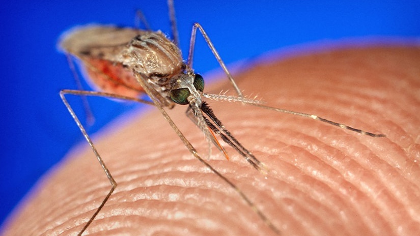 Mosquito sucks blood from a person’s finger