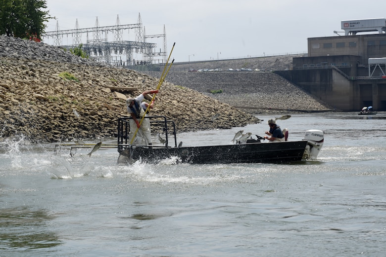 (Left to right) Andrew Porterfield, fisheries technician; Josh Tompkins, fisheries biologist; and Matt Combs, fisheries biologist; Kentucky Department of Fish and Wildlife Resources, move into position to electro fish for Asian Carp on the Cumberland River along the shoreline below Barkley Dam in Grand Rivers, Ky., July 30, 2019. The U.S. Army Corps of Engineers, U.S. Fish and Wildlife Service, Kentucky Department of Fish and Wildlife Resources Agnecy, U.S. Geological Survey and Tennessee Wildlife Resources Agency are collaborating on the deployment of a bio-acoustic fish fence on the downstream side of Barkley Lock as part of a test of this sound deterrent to reduce the use of the locks by Asian Carp.  (USACE photo by Lee Roberts)