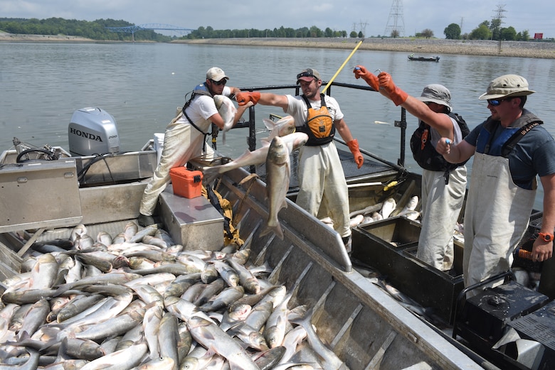 (Left to right) Nathan Rister, fisheries technician; Andrew Porterfield, fisheries technician; Josh Tompkins, fisheries biologist; and Matt Combs, fisheries biologist; Kentucky Department of Fish and Wildlife Resources Agency, move Asian Carp from the electrofishing boat into the chase boat below Barkley Dam on the Cumberland River in Grand Rivers, Ky., July 30, 2019. The U.S. Army Corps of Engineers, U.S. Fish and Wildlife Service, Kentucky Department of Fish and Wildlife Resources, U.S. Geological Survey and Tennessee Wildlife Resources Agency are collaborating on the deployment of a bio-acoustic fish fence on the downstream side of Barkley Lock as part of a test of this sound deterrent to reduce the use of the locks by Asian Carp.  (USACE photo by Lee Roberts)