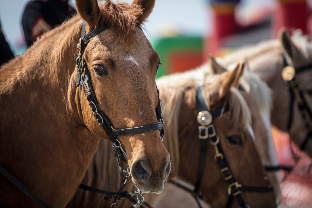 U.S. Marines assigned to the Mounted Color Guard, Marine Corps Base Barstow, Calif., participate in the opening ceremony at the 2019 Yuma Airhow hosted by Marine Corps Air Station (MCAS) Yuma Ariz., March 9, 2019. The airshow is MCAS Yuma's only military airshow of the year and provides the community an opportunity to see thrilling aerial and ground performers for free while interacting with Marines and Sailors. (U.S. Marine Corps photo by Sgt. Allison Lotz)