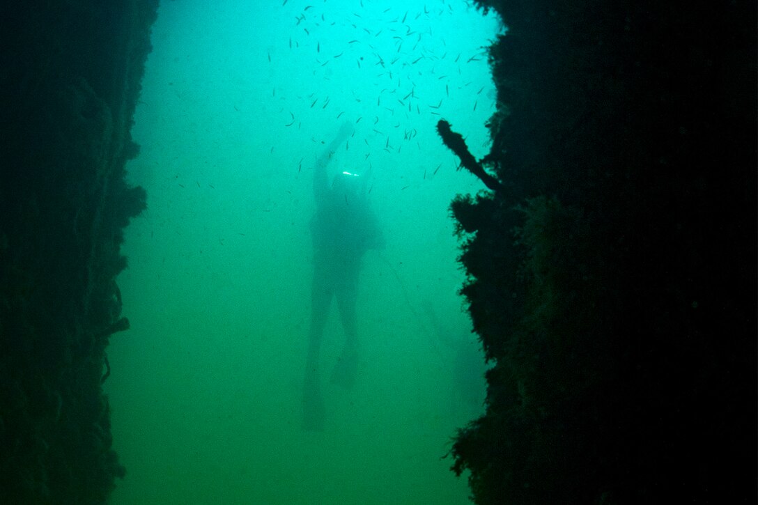 A diver is seen underwater surrounded by aquatic life.