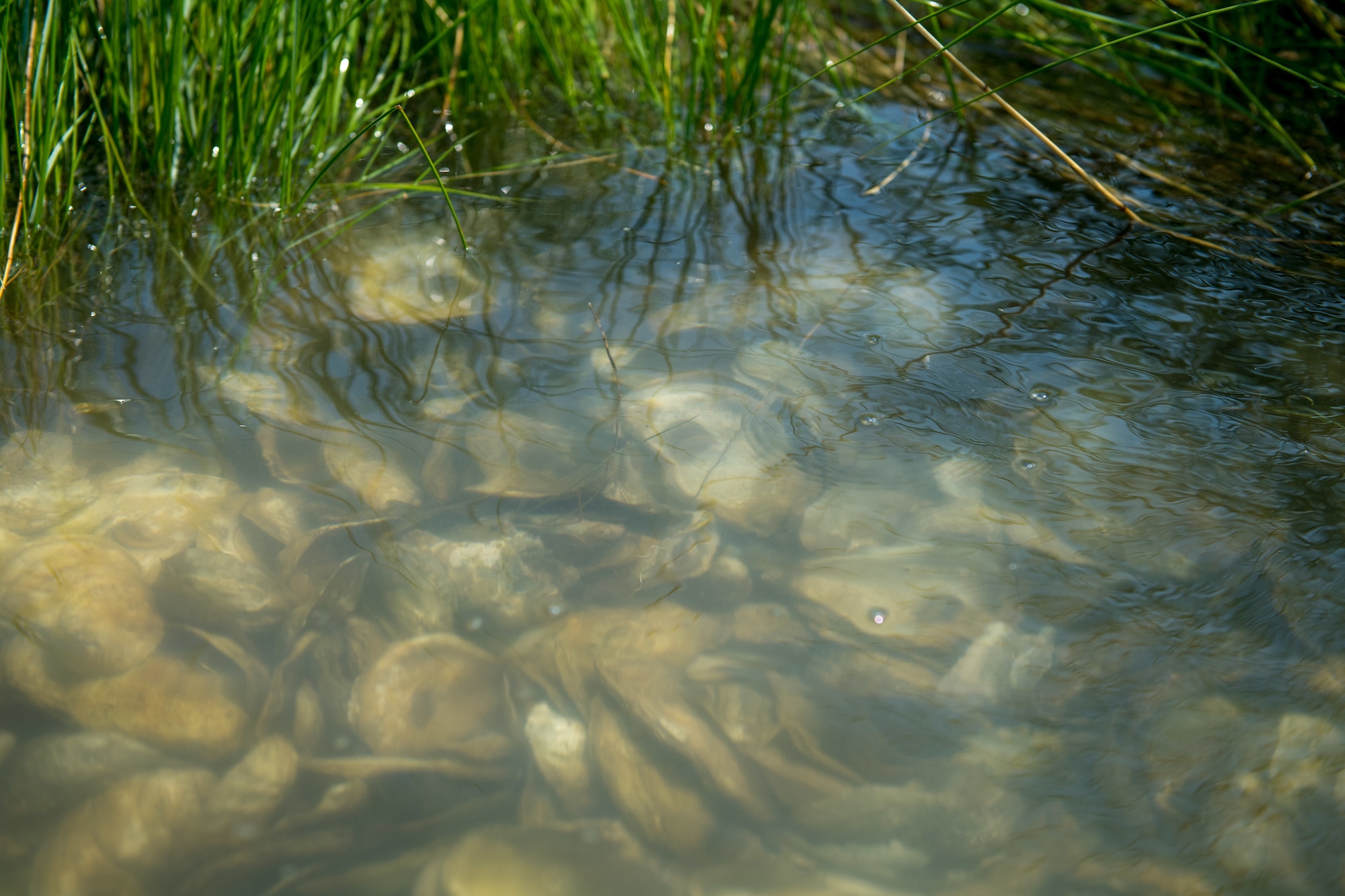 New oysters are added to the reef at Joint Base Langley-Eustis, Virginia, June 3, 2019.