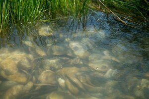 New oysters are added to the reef at Joint Base Langley-Eustis, Virginia, June 3, 2019.