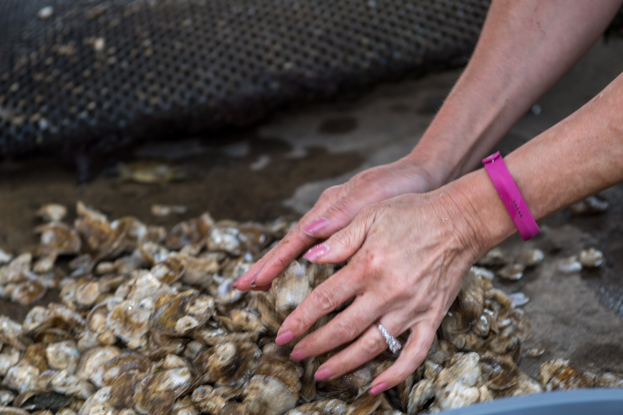 Karen Brace, Booker Elementary School science teacher, separates oysters into groups at Joint Base Langley-Eustis, Virginia, June 3, 2019.