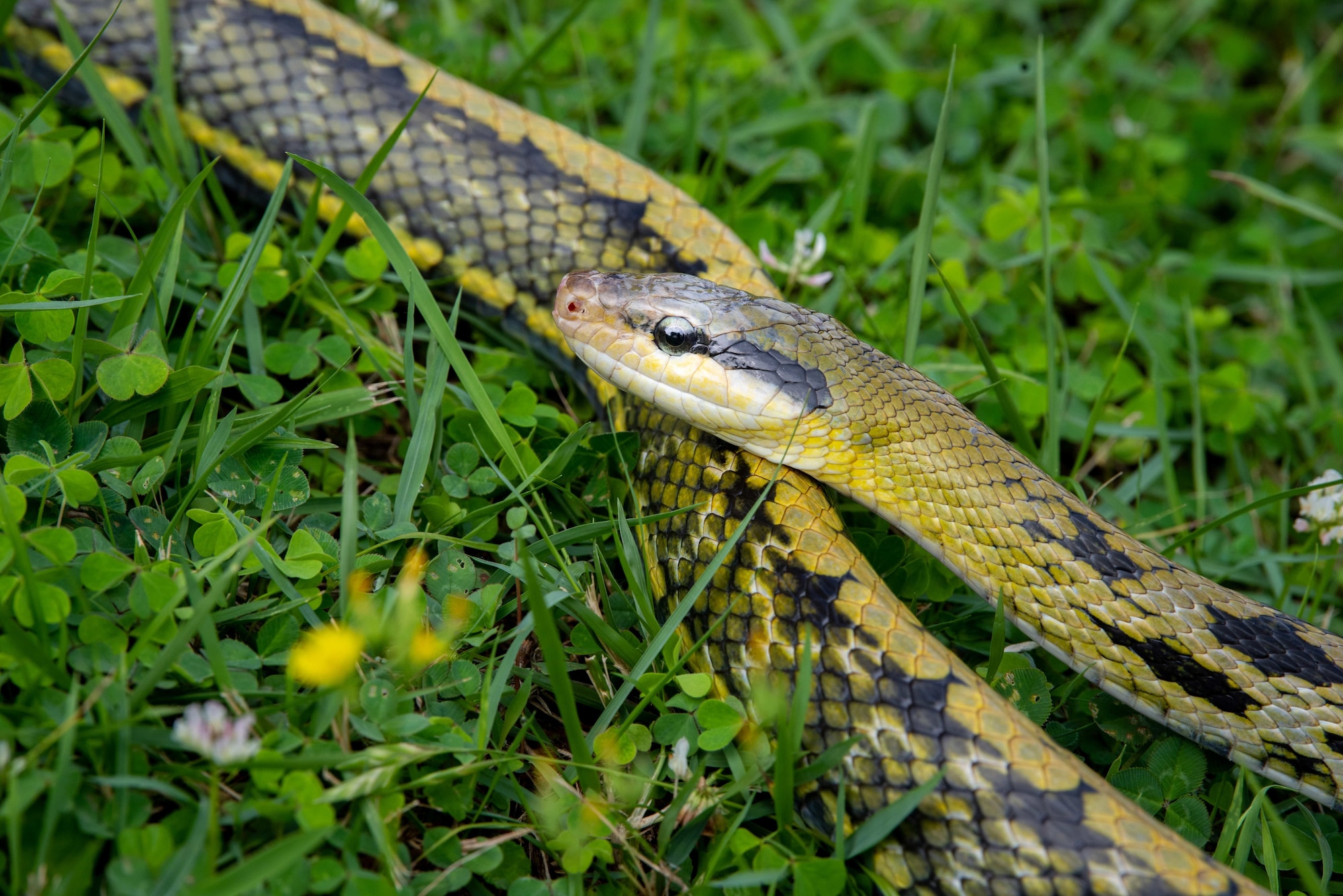 A Taiwanese Beauty Snake basks in the sun near the on-base Entomology Pest Management Section, June 5, 2019, at Kadena Air Base, Japan. Import, transport and keeping of Taiwanese Beauty Snakes is strictly prohibited by Japan's Invasive Alien Species Act due to its negative impacts on the island's natural ecosystem. (U.S. Air Force photo by Senior Airman Kristan Campbell)