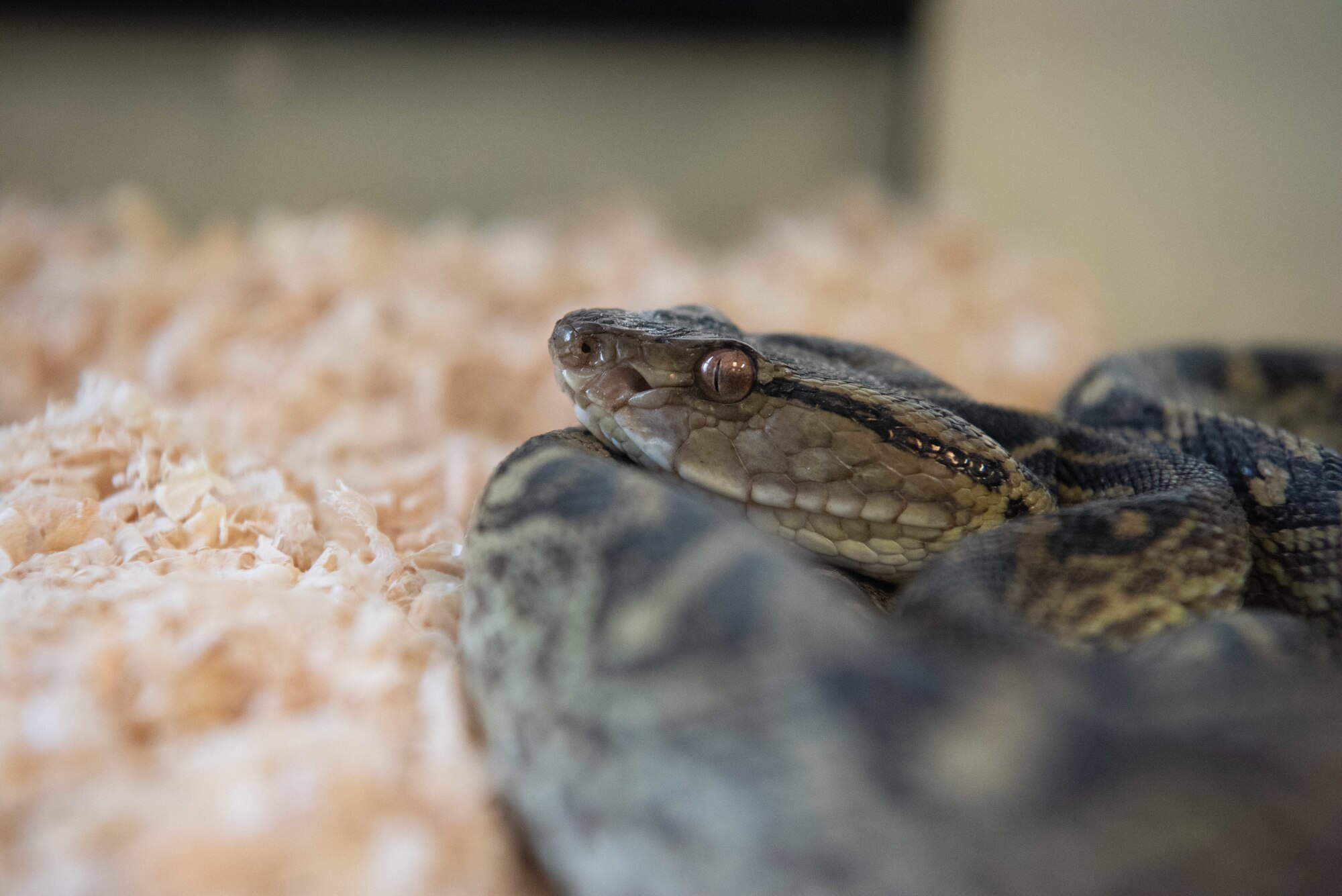 A Taiwanese Habu Snake, or Protobothrops Mucrosquamatus, watches onlookers from the corner of a terrarium at the Entomology Pest Management Section, June 5, 2019, At Kadena Air Base, Japan. The Taiwanese Habu snake is an invasive species that is not only harmful to the ecosystem, but also venomous and poses a danger to humans on the island. (U.S. Air Force photo by Senior Airman Kristan Campbell)