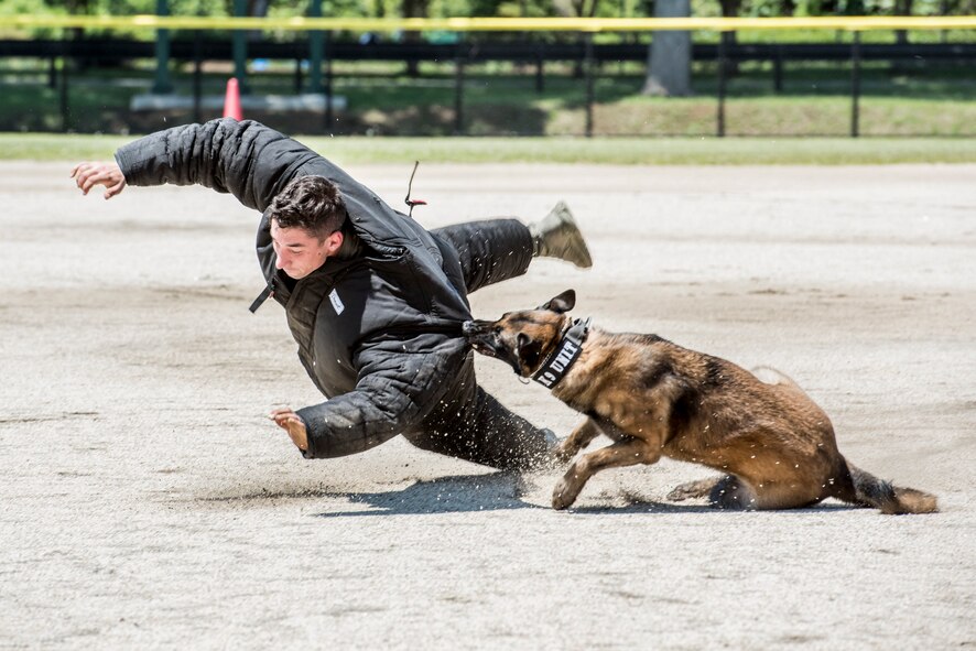 A military working dog takes down a decoy