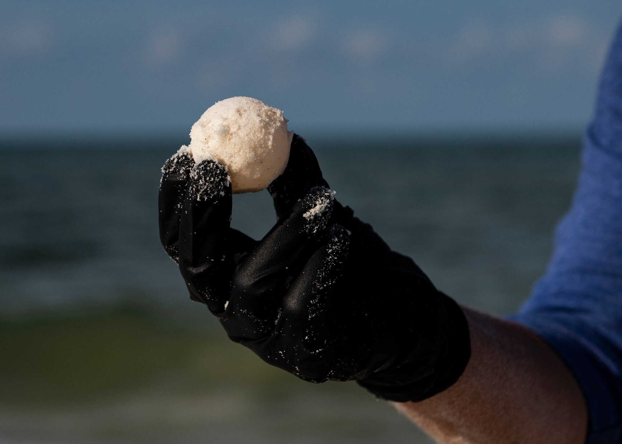 Danielle Bumgardner, U.S. Fish and Wildlife Services biologist, holds up a sea turtle egg while relocating the nest on the beach at Tyndall Air Force Base, Florida, June 5, 2019.