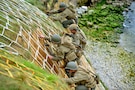 75th Ranger Regiment reenacts the climb at Pointe Du Hoc, France