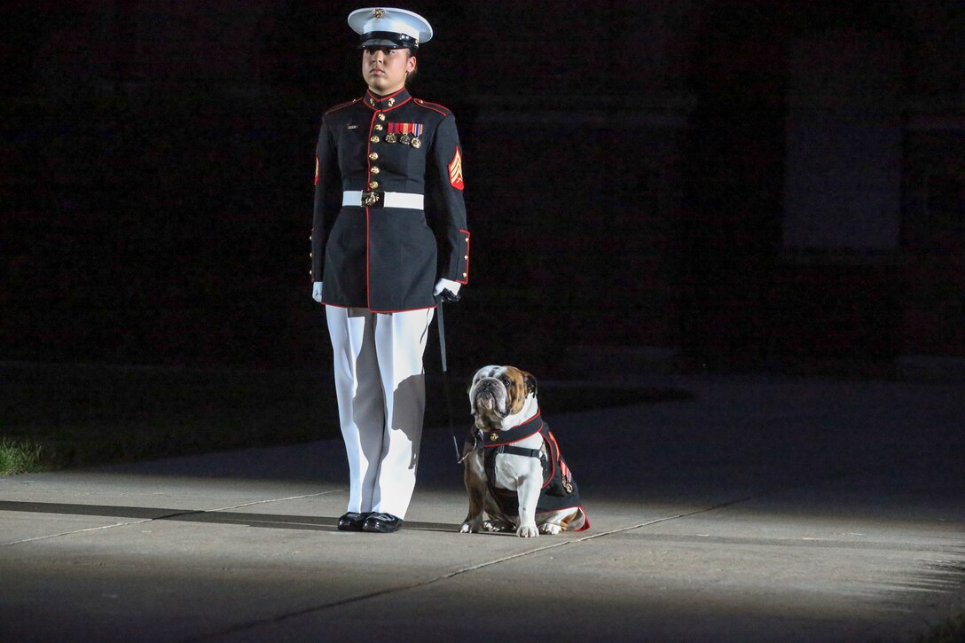 Sergeant Dhilexa DeJesus, mascot handler, Marine Barracks Washington D.C., stands at the position of attention with the official Marine Corps mascot, Pfc. Chesty XV, at the Barracks, June 07, 2019. The hosting official for the evening was Lt. Gen. Michael Dana, the director of Marine Corps Staff, and the guest of honor was Ms. Cora Storbeck, the president of the Hallmark Corporate Foundation and director of Community Involvement at Hallmark. (U.S. Marine Corps photo by Pfc. Allen Sanders)