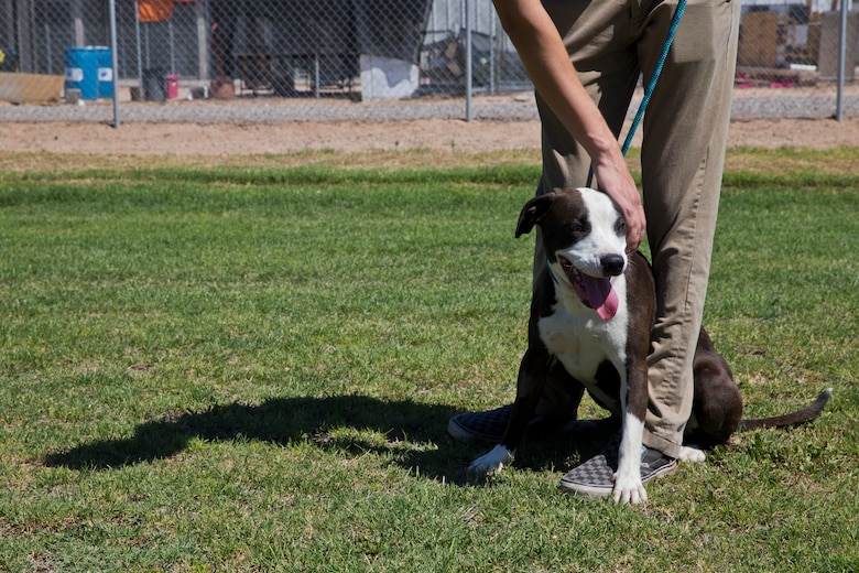 U.S. Marines with Marine Air Control Squadron 1 help out during a Single Marines Progam (SMP) volunteer opportunity at the Humane Society of Yuma, Ariz., April 24, 2019. The SMP of Marine Corps Air Station Yuma sends Marines weekly to the Humane Society of Yuma to volunteer and help around the facility. (U.S. Marine Corps photo by Pfc. John Hall)