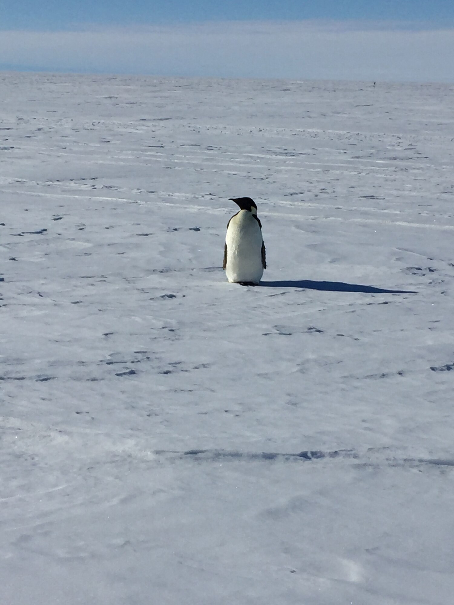 Chief Master Sgt. James Masura Jr., 313th Airlift Squadron loadmaster, took a photo of his very first penguin sighting on his record setting 100th Operation Deep Freeze mission providing C-17 Globemaster III logistical support the National Science Foundation's Antarctic research stations. (Courtesy photo)