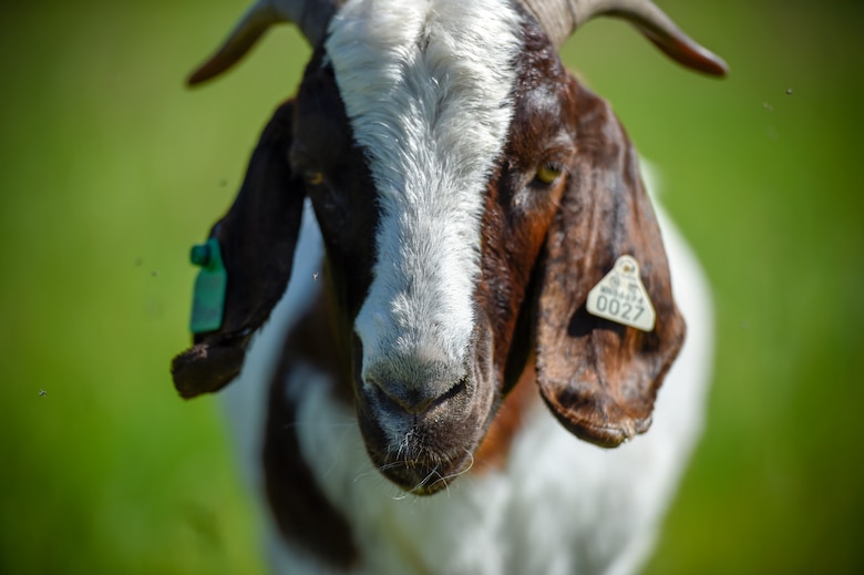 More than 75 goats were brought in to maintain a natural prairie grass restoration project at the 133rd Airlift Wing in St. Paul, Minn., June 5, 2019.