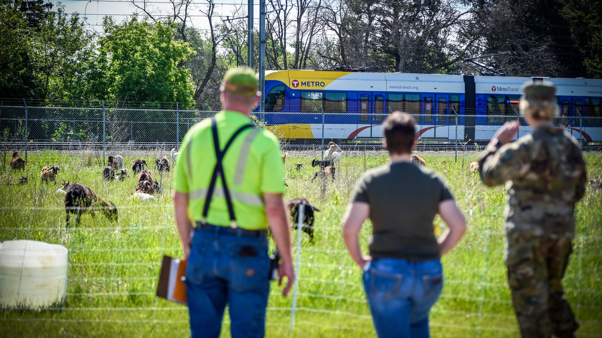 More than 75 goats were brought in to maintain a natural prairie grass restoration project at the 133rd Airlift Wing in St. Paul, Minn., June 5, 2019.