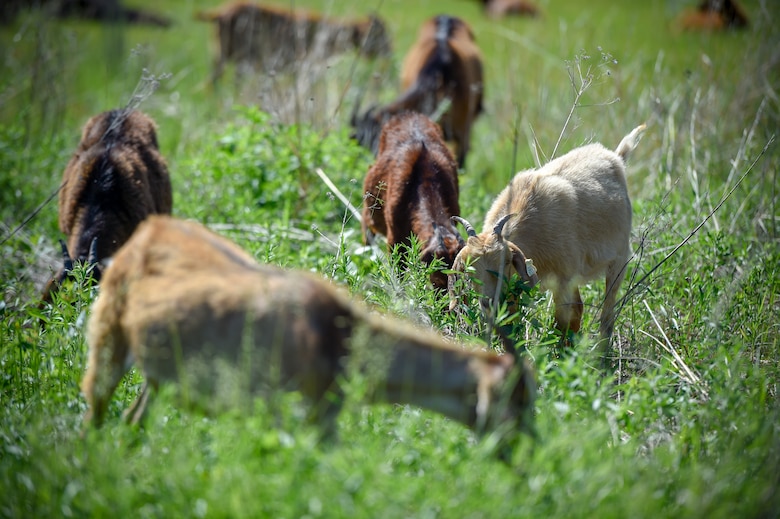 More than 75 goats were brought in to maintain a natural prairie grass restoration project at the 133rd Airlift Wing in St. Paul, Minn., June 5, 2019.