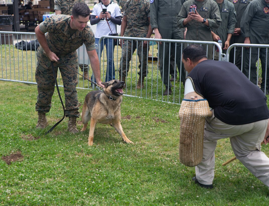 Cpl. Torimino, K-9 handler with Headquarters and Headquarters Squadron (H&HS), displays the discipline of the K-9 units during the Summer Bash at Marine Corps Air Station Miramar, Calif., June 7. The annual Summer Bash is held to build unit camaraderie and give the Marines a chance to spend time with fellow Marines amongst the unit. (U.S. Marine Corps photo by Lance Cpl. Raynaldo Ramos)