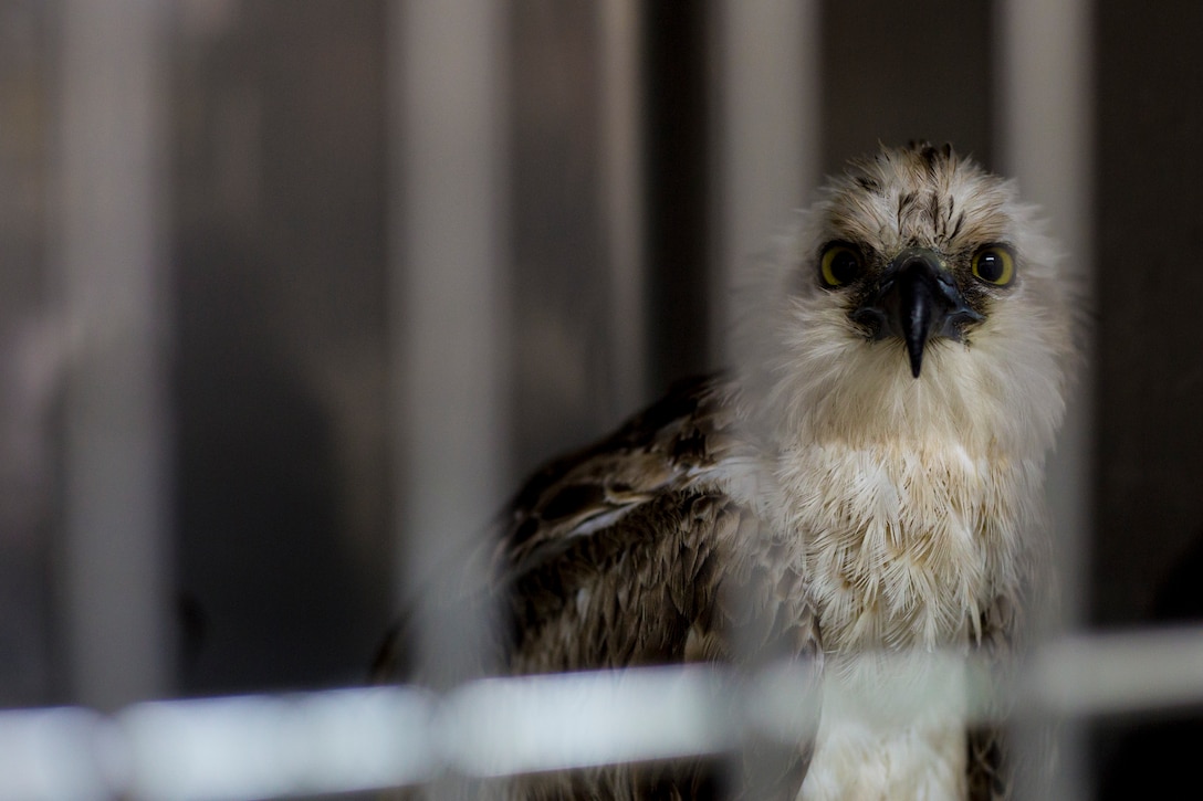 An osprey rests in a cage after being rescued while taking shelter from a storm June 13 at an animal hospital, Okinawa, Japan. The osprey or misago, as it is called in Japan, is not native to Okinawa, it only passes through on its migratory route. After making a full recover from its encounter with the storm it is set to be released back to the wild. (U.S. Marine Corps photo by Lance Cpl. Nicole Rogge)