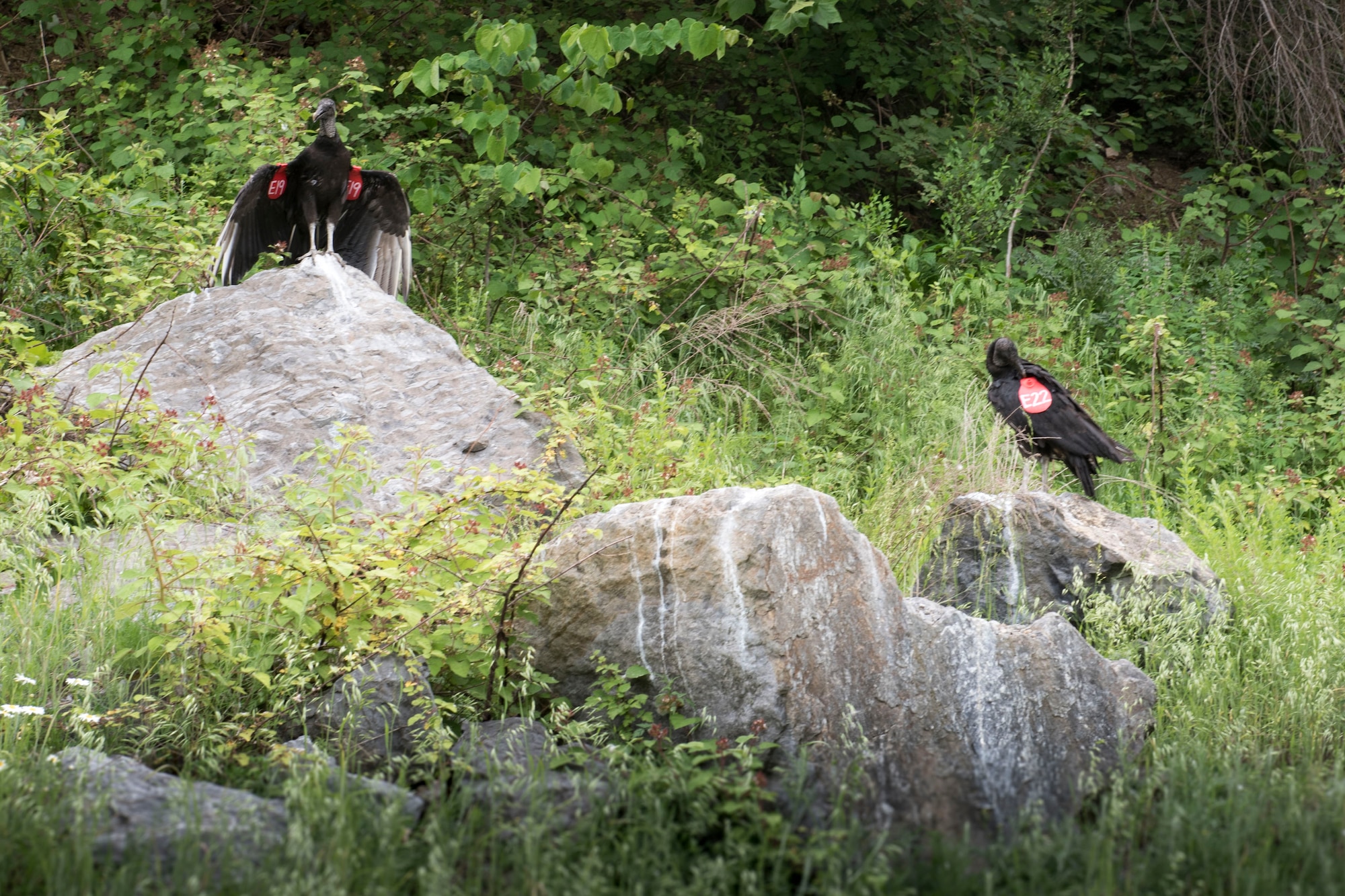 Black vultures perch on rocks after being fitted with red tags at Argos Cement Plant. The 167th Airlift Wing, Argos, USDA and Conservation Science Global, have partnered to study black vultures that have seemingly taken residence on Argos property and pose potential dangers to local air traffic. (U.S. Air National Guard photo by Senior Master Sgt. Emily Beightol-Deyerle)