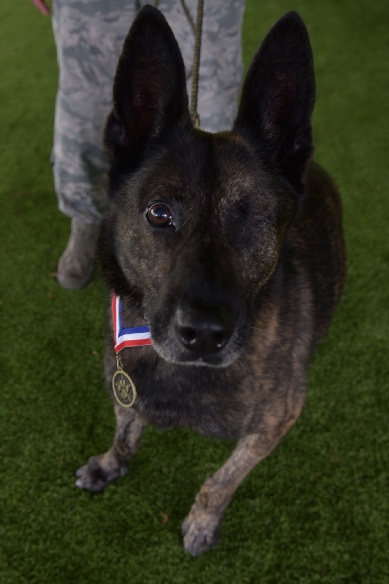 Military Working Dog Ronni P835, 4th Security Forces Squadron, wears his newly presented 4th SFS MWD Medal during his retirement ceremony, June 11, 2019, at Seymour Johnson Air Force Base, North Carolina.