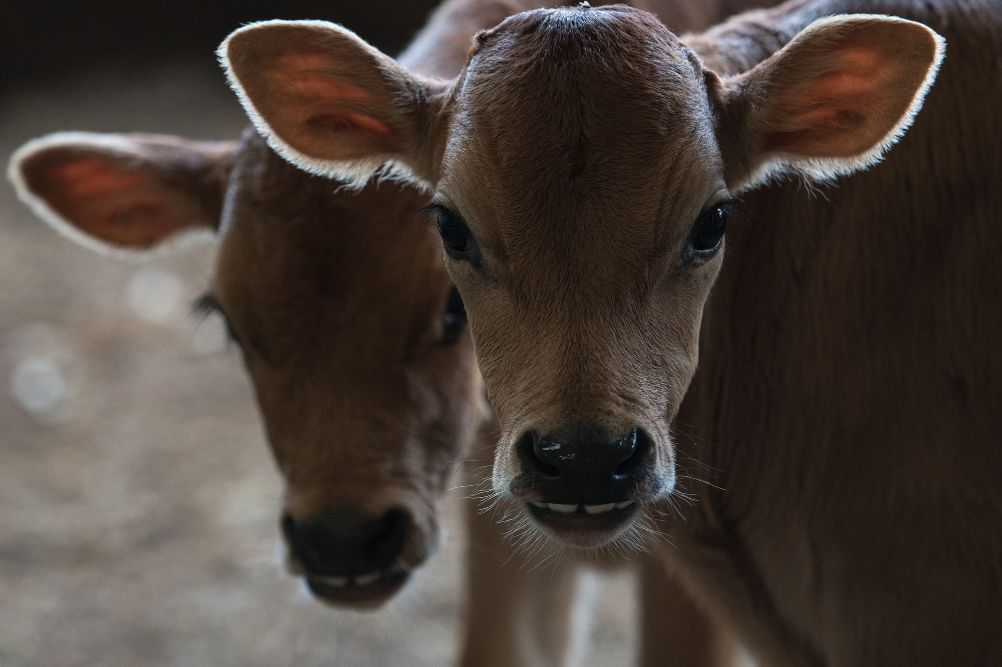 Two heifer calves await a veterinary inspection at SEMO Livestock Sales in Jackson, Mo., June 18, 2019. Airmen deployed in support of Delta Area Economic Opportunity Corporation Tri-State Innovative Readiness Training 2019 coordinated with civilian public health agency partners to view livestock processes and promote interagency cooperation. (U.S. Air National Guard photo by Senior Airman Jonathan W. Padish)