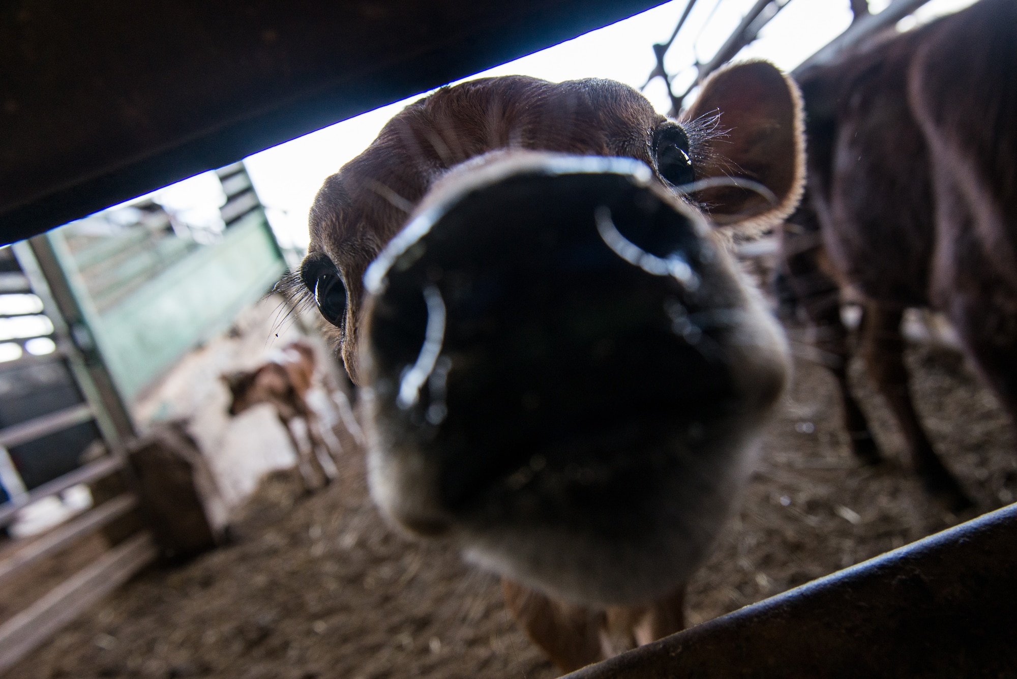 A heifer calf sticks its nose through a gate at SEMO Livestock Sales in Jackson, Mo., June 18, 2019. Airmen deployed in support of Delta Area Economic Opportunity Corporation Tri-State Innovative Readiness Training 2019 coordinated with civilian public health agency partners to view livestock processes and promote interagency cooperation. (U.S. Air National Guard photo by Senior Airman Jonathan W. Padish)
