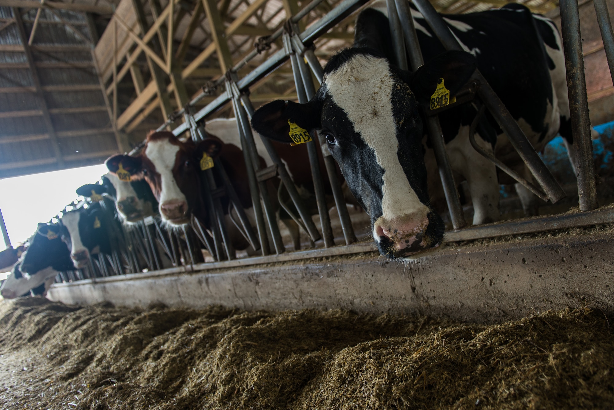 A line of dairy cows await a meal at Lohmann Farms in Perryville, Mo., June 18, 2019. Airmen deployed in support of Delta Area Economic Opportunity Corporation Tri-State Innovative Readiness Training 2019 coordinated with civilian public health agency partners to view livestock processes and promote interagency cooperation. (U.S. Air National Guard photo by Senior Airman Jonathan W. Padish)