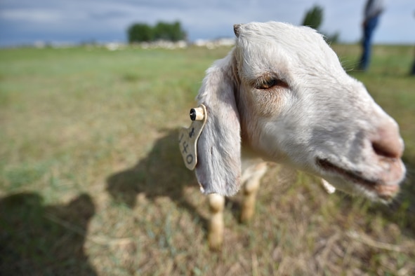 A goat roams a field June 18, 2019, at Malmstrom Air Force Base, Mont.