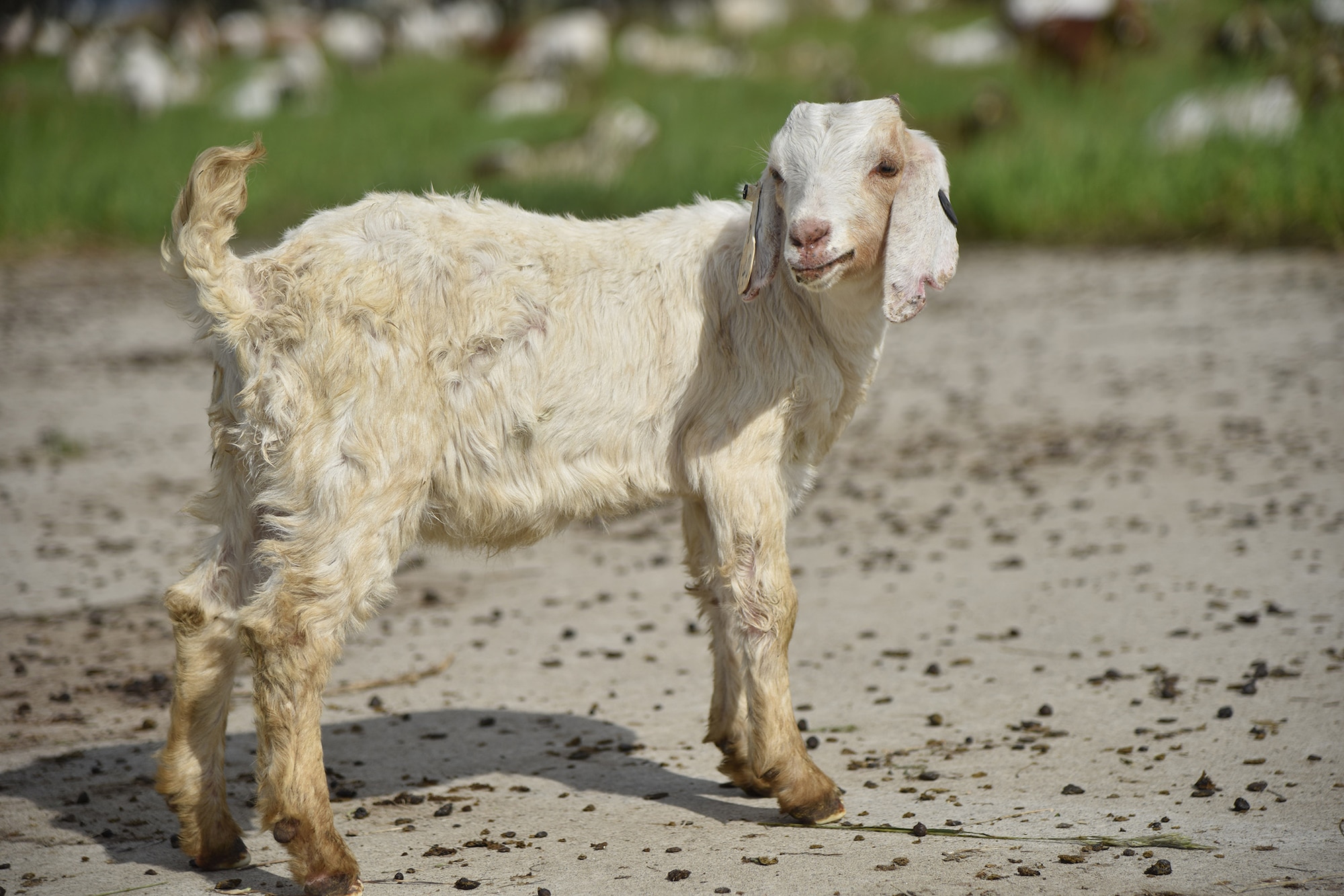 A goat roams a field June 18, 2019, at Malmstrom Air Force Base, Mont.