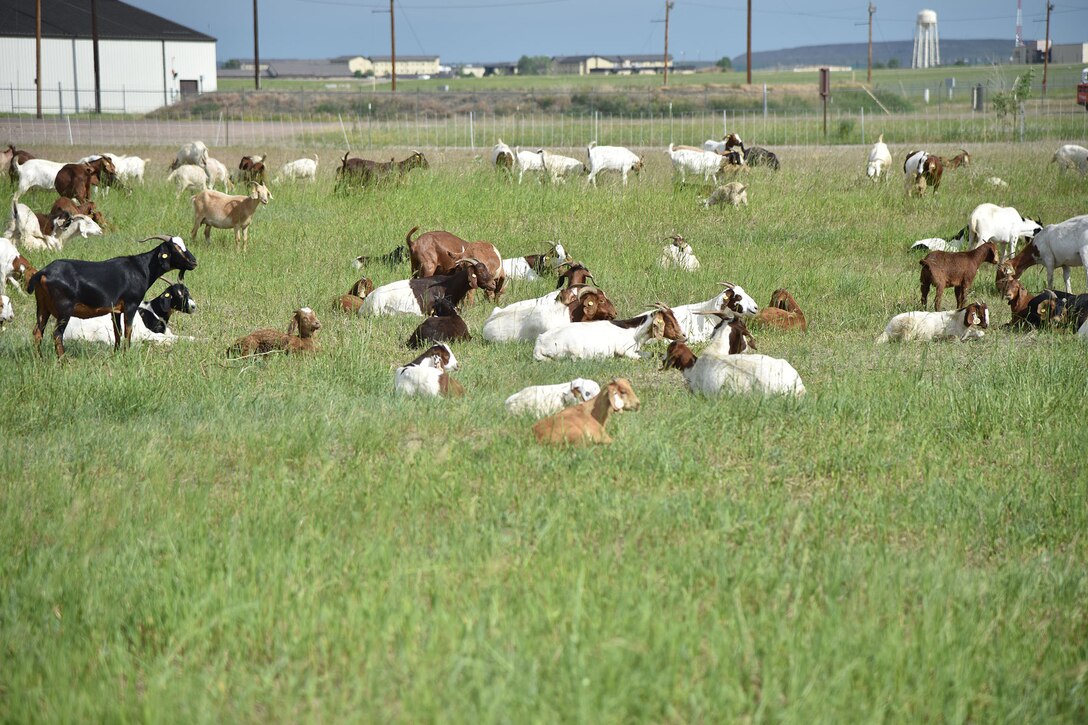 Goats roam a field, eating invasive weeds June 18, 2019, at Malmstrom Air Force Base, Mont.