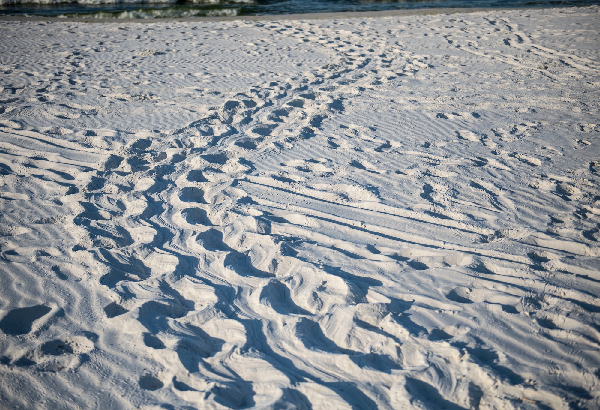 Nests from four threatened or endangered sea turtle species were discovered this year on the Eglin reservation.