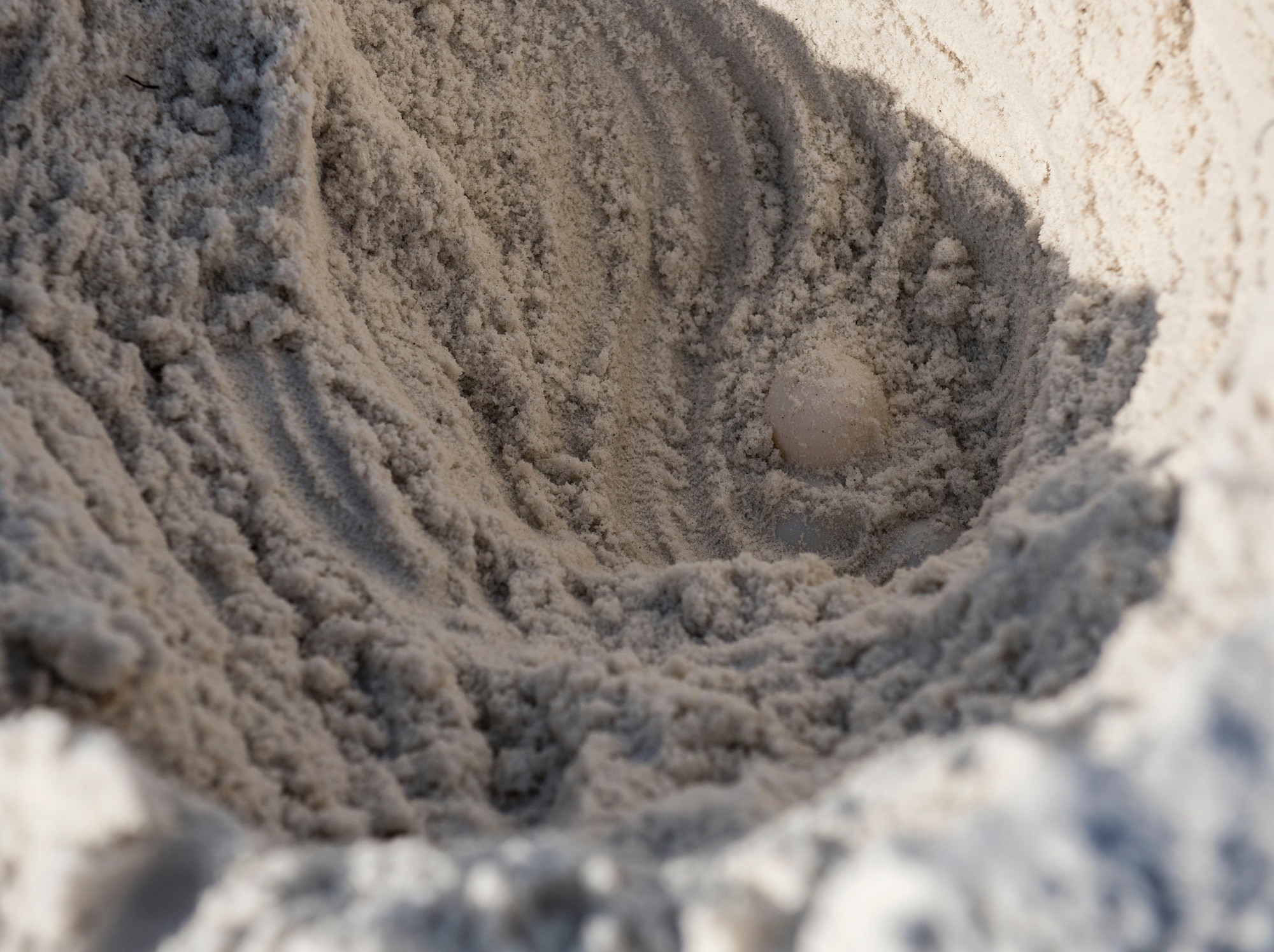 Nests from four threatened or endangered sea turtle species were discovered this year on the Eglin reservation.