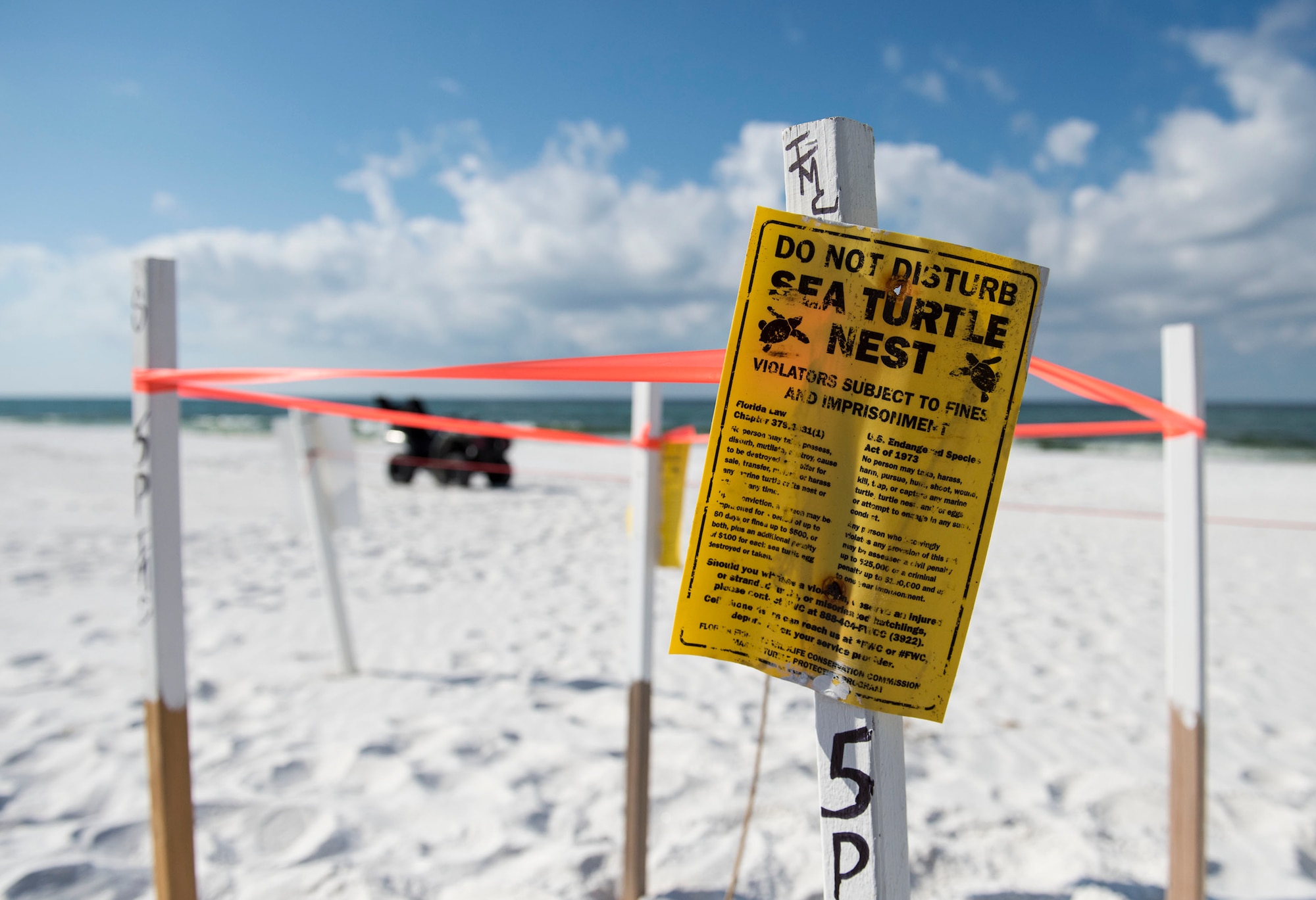Nests from four threatened or endangered sea turtle species were discovered this year on the Eglin reservation.