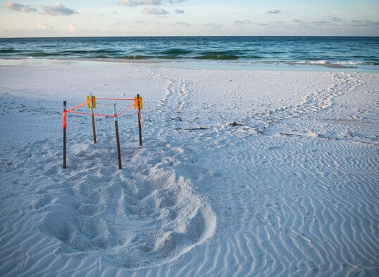 Nests from four threatened or endangered sea turtle species were discovered this year on the Eglin reservation.