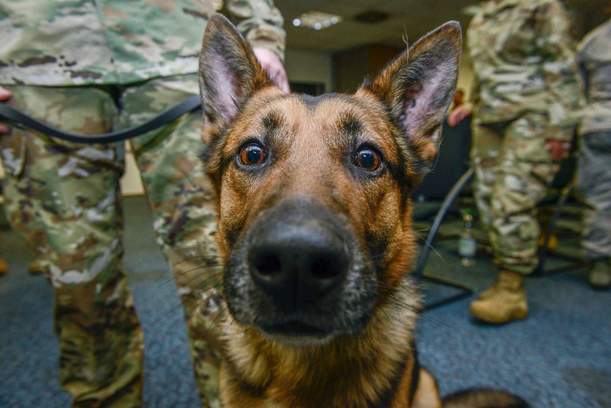 Vulcan, 86th Security Forces Squadron military working dog, attends his retirement ceremony at Ramstein Air Base, Germany, May 18, 2019. Vulcan executed hundreds of random antiterrorism measures during his service at Ramstein, and in 2017 he deployed to Incirlik Air Base, Turkey, in support of Operation Inherent Resolve.