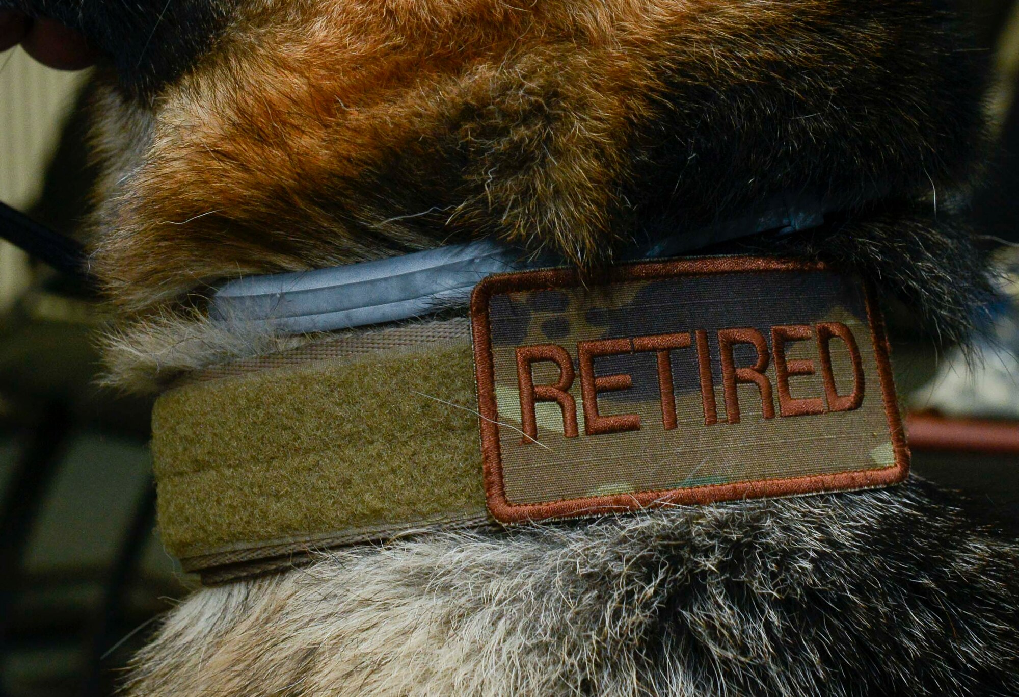 Vulcan, 86th Security Forces Squadron military working dog, wears a new patch at his retirement ceremony at Ramstein Air Base, Germany, May 18, 2019. The patch replaced the 86th SFS shield Vulcan wore during his six years of honorable service in explosive detection