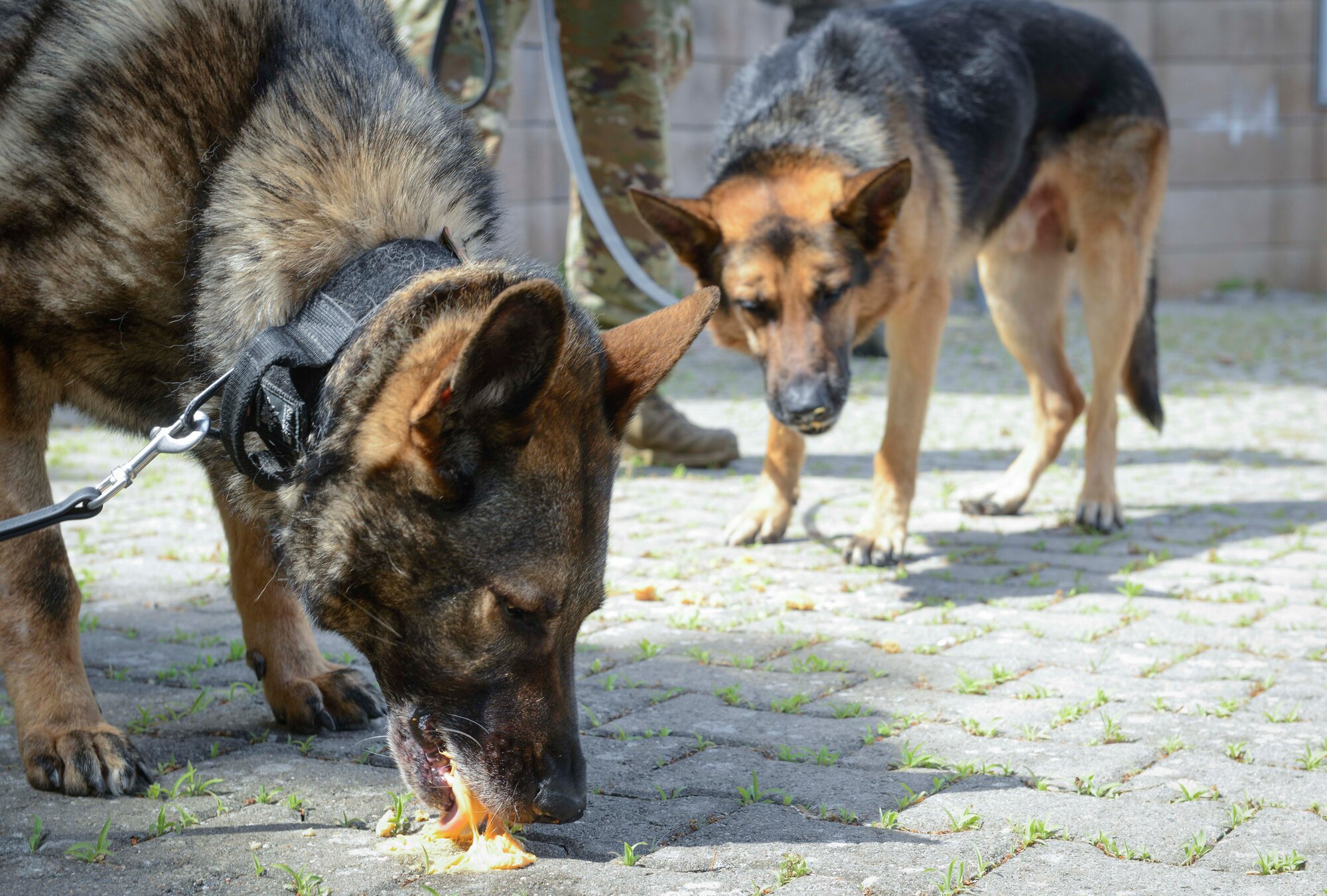 Charone, left, and Vulcan, 86th Security Forces Squadron military working dogs, eat dog-friendly cupcakes after their retirement ceremony at Ramstein Air Base, Germany, May 18, 2019. Charone and Vulcan retired due to medical issues, and in keeping with U.S. Air Force tradition, the 86th SFS honored Charone and Vulcan with a retirement ceremony which highlighted their achievements.