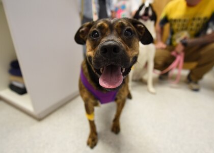 Veterinary clinics contribute to mission success