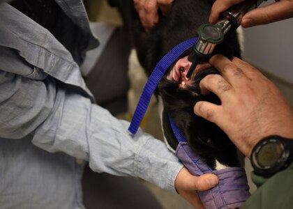 Veterinary clinics contribute to mission success