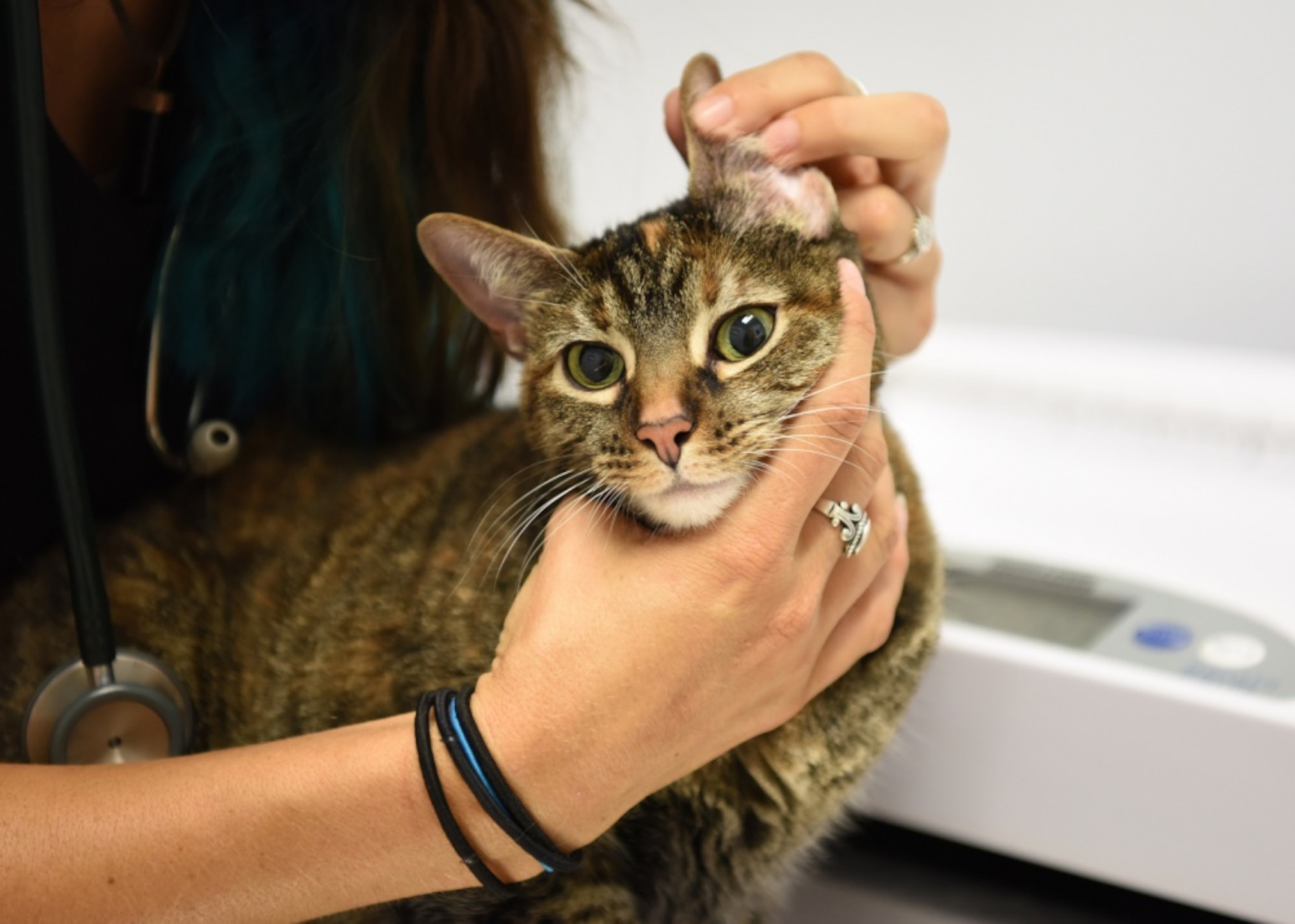 Veterinary clinics contribute to mission success