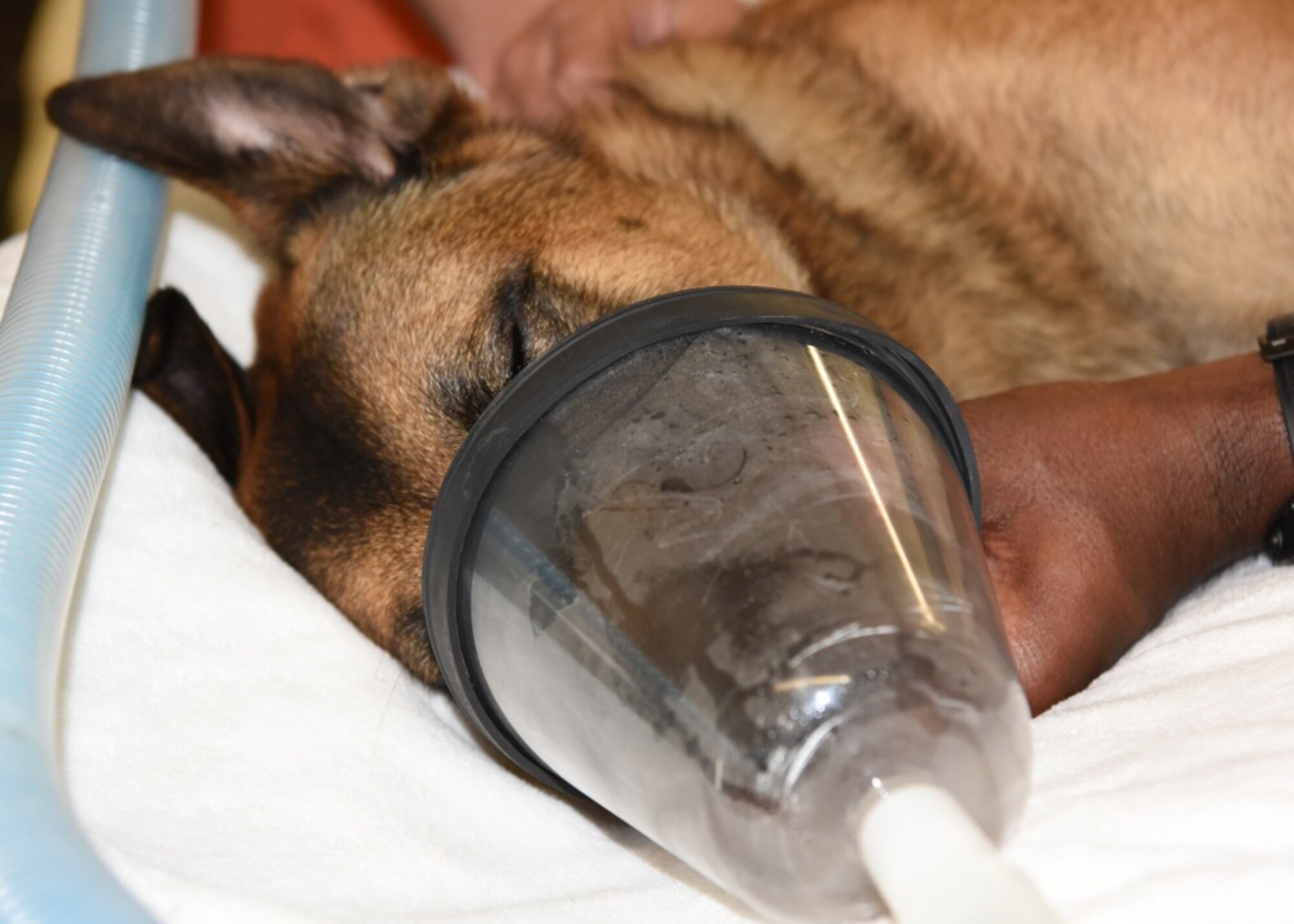 Veterinary clinics contribute to mission success