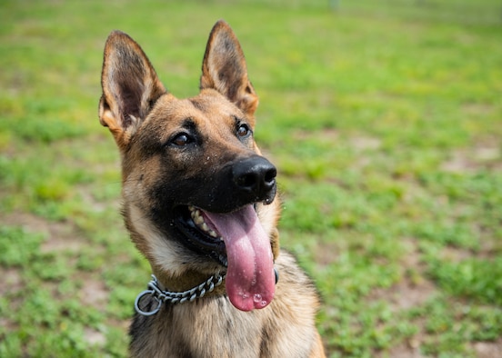 Military Working Dog Sunny, 325th Security Forces Squadron, listens to his handler’s commands, June 20, 2019, on Tyndall Air Force Base, Florida. MWDs and their handlers have had to use makeshift exercise environments to stay up to date on training since Hurricane Michael destroyed their training facilities. (U.S. Air Force photo by Airman 1st Class Bailee A. Darbasie)
