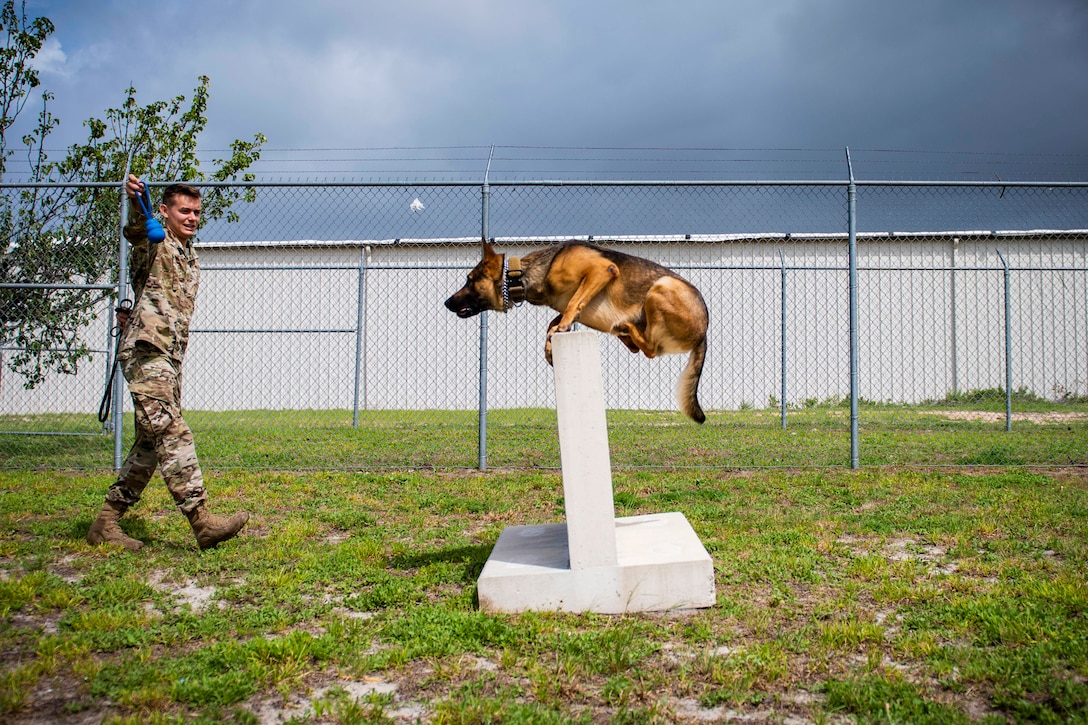 A dog jumps over a barrier as an airman holds up a dog toy.